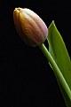 Picture Title - Another Tulip