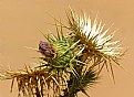 Picture Title - Desert Beauty I