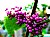 Purple Berries