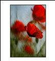 Picture Title - Poppies #3