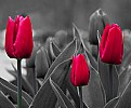 Picture Title - Red Tulips