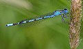 Picture Title - Azure damselfly
