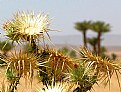 Picture Title - Desert Beauty II