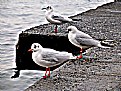 Picture Title - seagulls