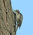 Picture Title - Nuttall's Woodpecker