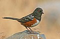 Picture Title - Spotted Towhee