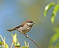 Picture Title - Chestnut-Backed Chickadee