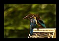 Picture Title - King Fisher