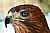 HAWK