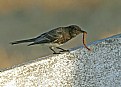 Picture Title - Black Phoebe with Centipede