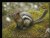 Canada 15 - Golden Mantled Ground Squirrel