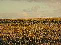 Picture Title - sunflowers