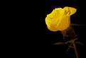 Picture Title - Yellow Rose