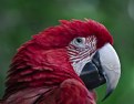 Picture Title - The Lady in Red