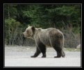 Picture Title - Canada 16 - Grizzly Mum