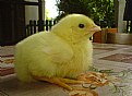 Picture Title - Chickens rule      : >