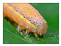 Picture Title - Hymenopterous larva