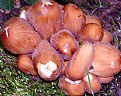 Picture Title - The  colour  of  fungi