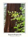 Picture Title - Sequoia Dogwoods 2