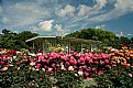 Picture Title - In the rose garden