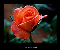 Picture Title - The Fiery Rose
