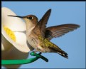 Picture Title - Ruby-throated Hummingbird (female)