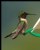 Ruby-throated Hummingbird (male)