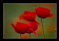 Picture Title - Poppy Among Poppies