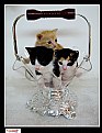 Picture Title - a three cats