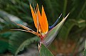 Picture Title - Bird of Paradise