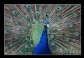 Picture Title - Il pavone (The peacock... )