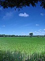 Picture Title - Padi Field