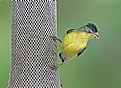 Picture Title - Lesser Goldfinch