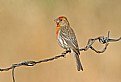 Picture Title - House Finch