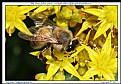 Picture Title - Let It Bee