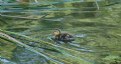 Picture Title - Duckling 2