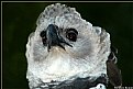 Picture Title - Harpy Eagle