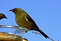 Picture Title - New Zealand Bellbird