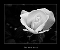 Picture Title - The White Beauty