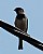 Sparrow