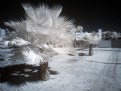 Picture Title - IR #2