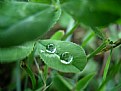 Picture Title - drops on leaf
