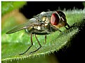 Picture Title - Fly