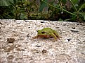 Picture Title - frog