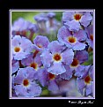 Picture Title - Butterfly Bush Blossoms