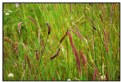 Picture Title - Wild Oregon Grass