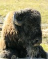 Picture Title - BISON FACE