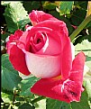 Picture Title - Rose 3