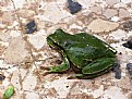 Picture Title - frog