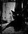 Cat in the city